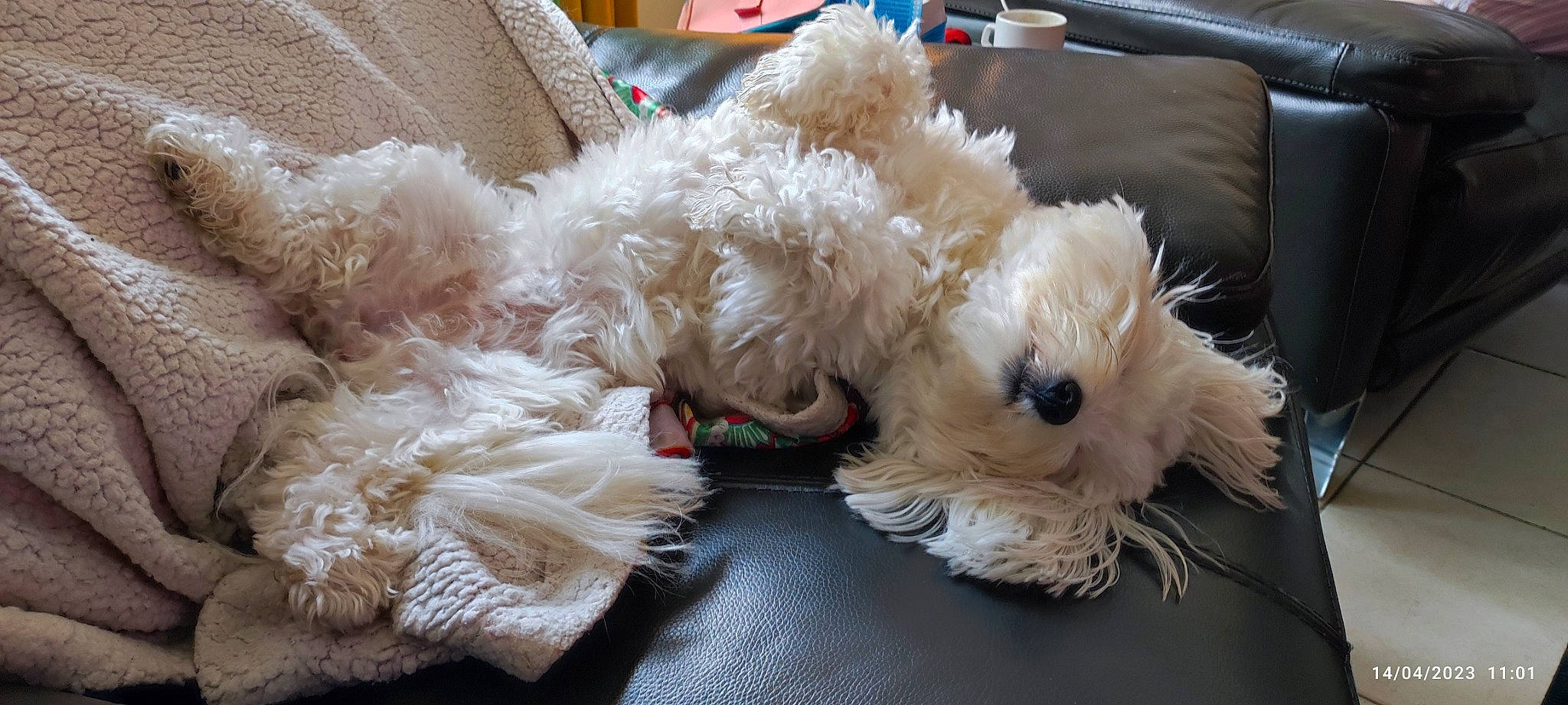 Suzie a rejoint le concours — aidez-le/la à gagner de superbes lots ! carnivore, cockapoo, companion_dog, couch, dog, dog_breed, dog_collar, dog_supply, fur, labradoodle, poodle_crossbreed, shih_poo, small_terrier, sporting_group, terrier, toy, toy_dog, water_dog, working_animal, yorkipoo