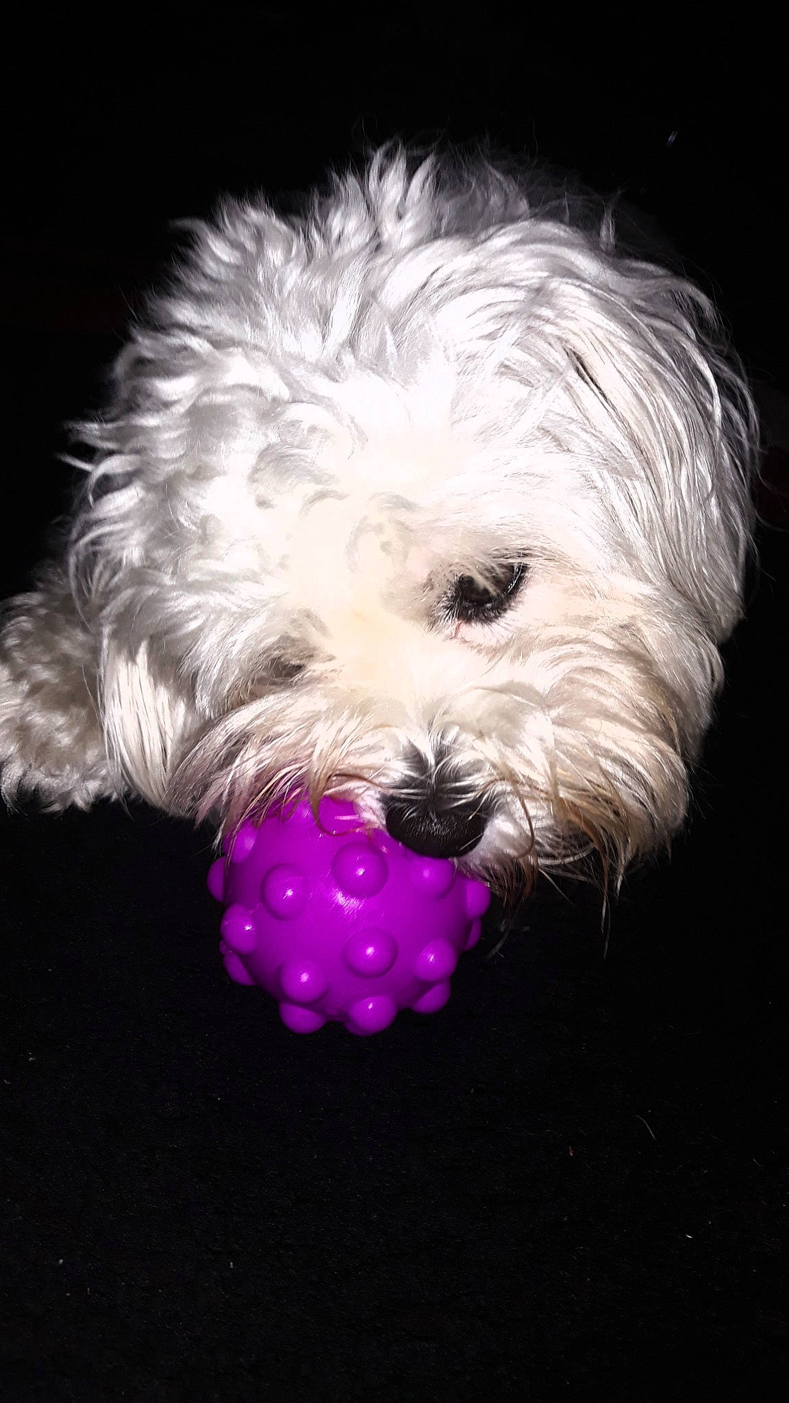 Suzie participe au concours pour gagner de l'argent avec cette photo : canidae, carnivore, circle, companion_dog, dog, dog_breed, dog_supply, firefighter, fur, magenta, maltepoo, small_terrier, snout, sporting_group, terrier, toy, toy_dog, water_dog, working_animal, yorkipoo