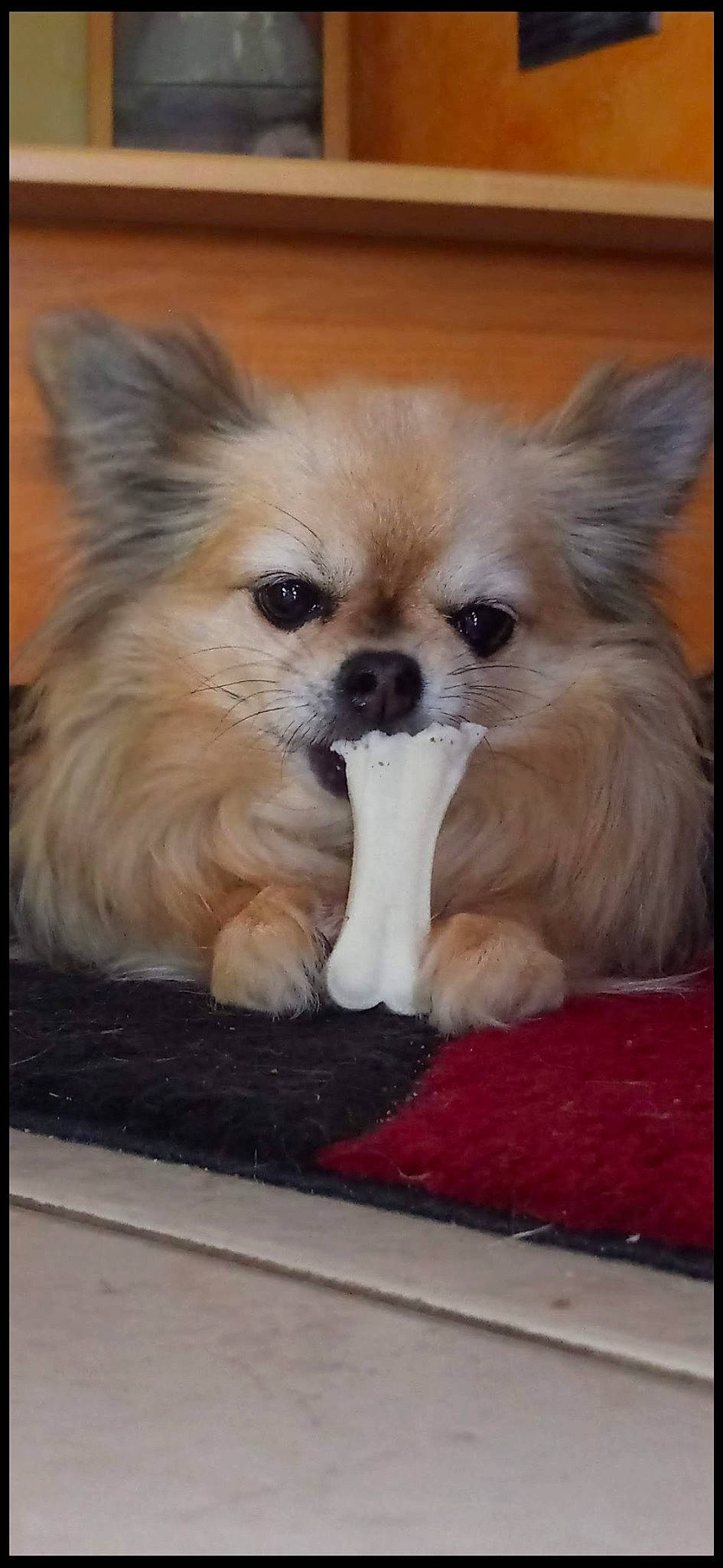 Jadounette participe au concours pour gagner de l'argent avec cette photo : canidae, carnivore, companion_dog, dog, dog_breed, dog_supply, fawn, fur, german_spitz, german_spitz_klein, liver, puppy, rectangle, snout, spitz, sporting_group, toy_dog, volpino_italiano, whiskers, working_animal