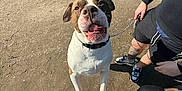 Tyson joined the competition — help win amazing prizes! dog, leash, person, sneakers, shorts, bench, grass, dirt_path, outdoor, daylight, pet, brown_and_white, happy, looking_up, casual_clothing, tattoo, park, shadow, walking, resting