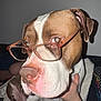 Tyson is registered to the contest to win money with this photo: dog, glasses, brown_and_white, close_up, pet, face, nostrils, ears, fur, person_hand, indoor, blanket, seated, looking_away, portrait, animal, cute, domestic_animal, snout, whiskers