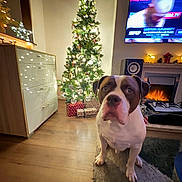 Tyson joined the competition — help win amazing prizes! dog, christmas_tree, presents, fireplace, television, living_room, decorations, holiday, wooden_floor, cabinet, lights, indoor, pet, carpet, speaker, star, ornaments, warm_lighting, festive, cozy