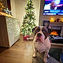 cabinet, carpet, christmas_tree, cozy, decorations, dog, festive, fireplace, holiday, indoor, lights, living_room, ornaments, pet, presents, speaker, star, television, warm_lighting, wooden_floor