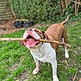 Tyson joined the competition — help win amazing prizes! dog, brown, white, stick, grass, outdoor, pet, canine, happy, playful, animal, nature, fence, tongue, mouth, tail, paw, greenery, daylight, closeup