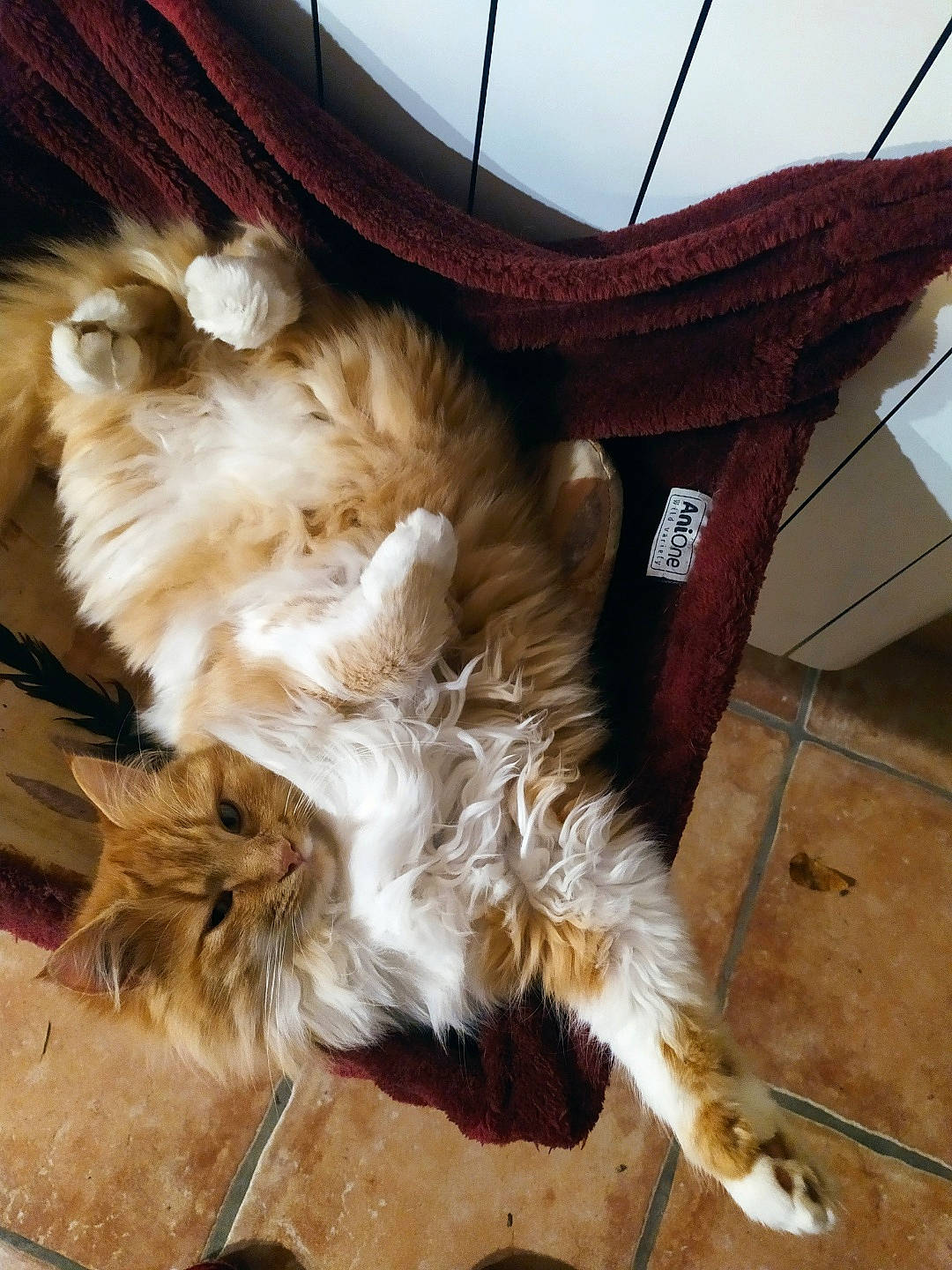 Pil-poil participe au concours pour gagner de l'argent avec cette photo : canidae, carnivore, cat, claw, companion_dog, dog_breed, fawn, felidae, flooring, fur, hardwood, metal, paw, small_to_medium_sized_cats, snout, sporting_group, tail, terrestrial_animal, whiskers, wood