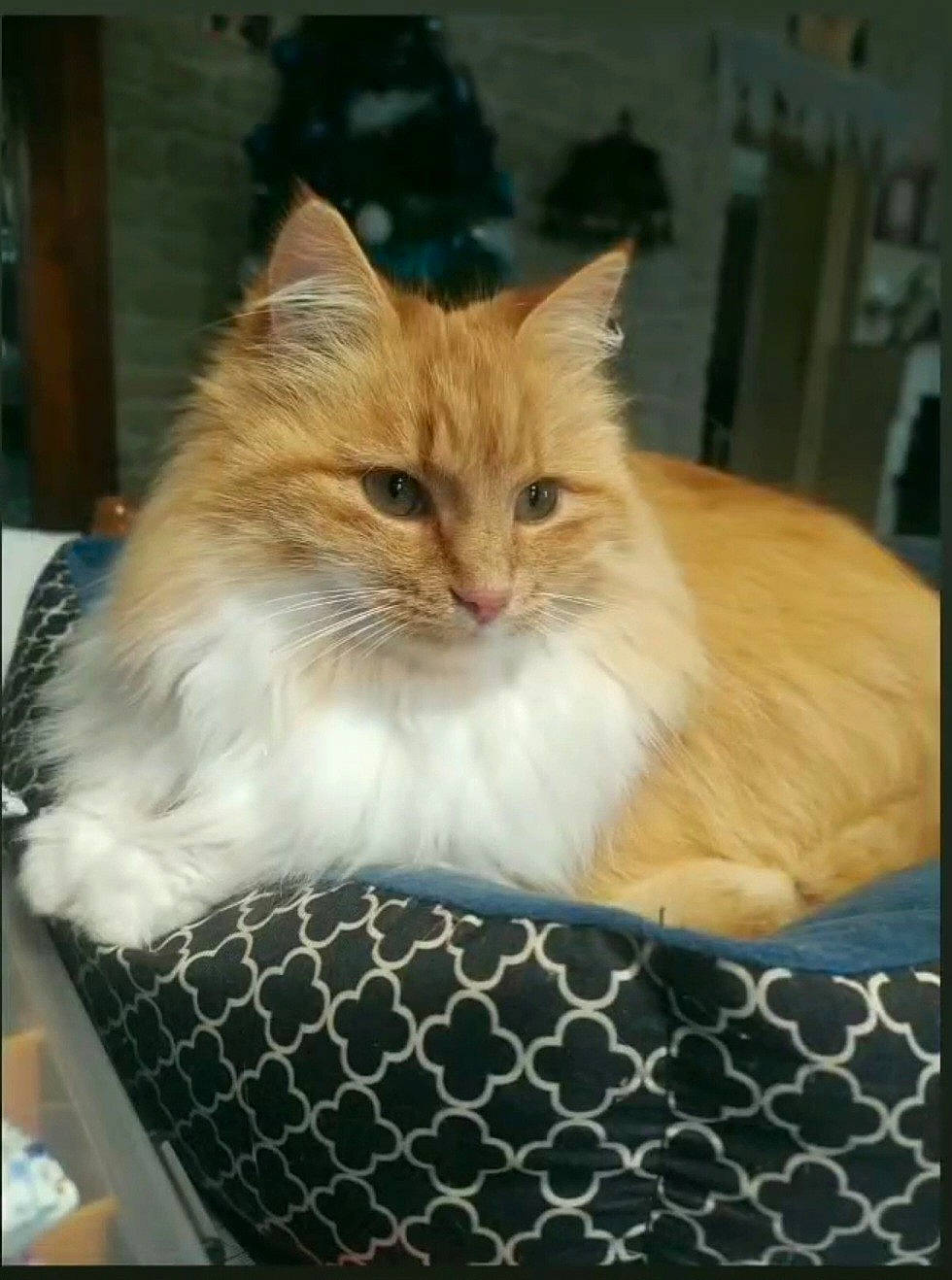 Pil-poil participe au concours pour gagner de l'argent avec cette photo : box, british_longhair, carnivore, cat, cat_supply, comfort, fawn, felidae, fur, hardwood, linens, pattern, small_to_medium_sized_cats, snout, tail, terrestrial_animal, whiskers, wood