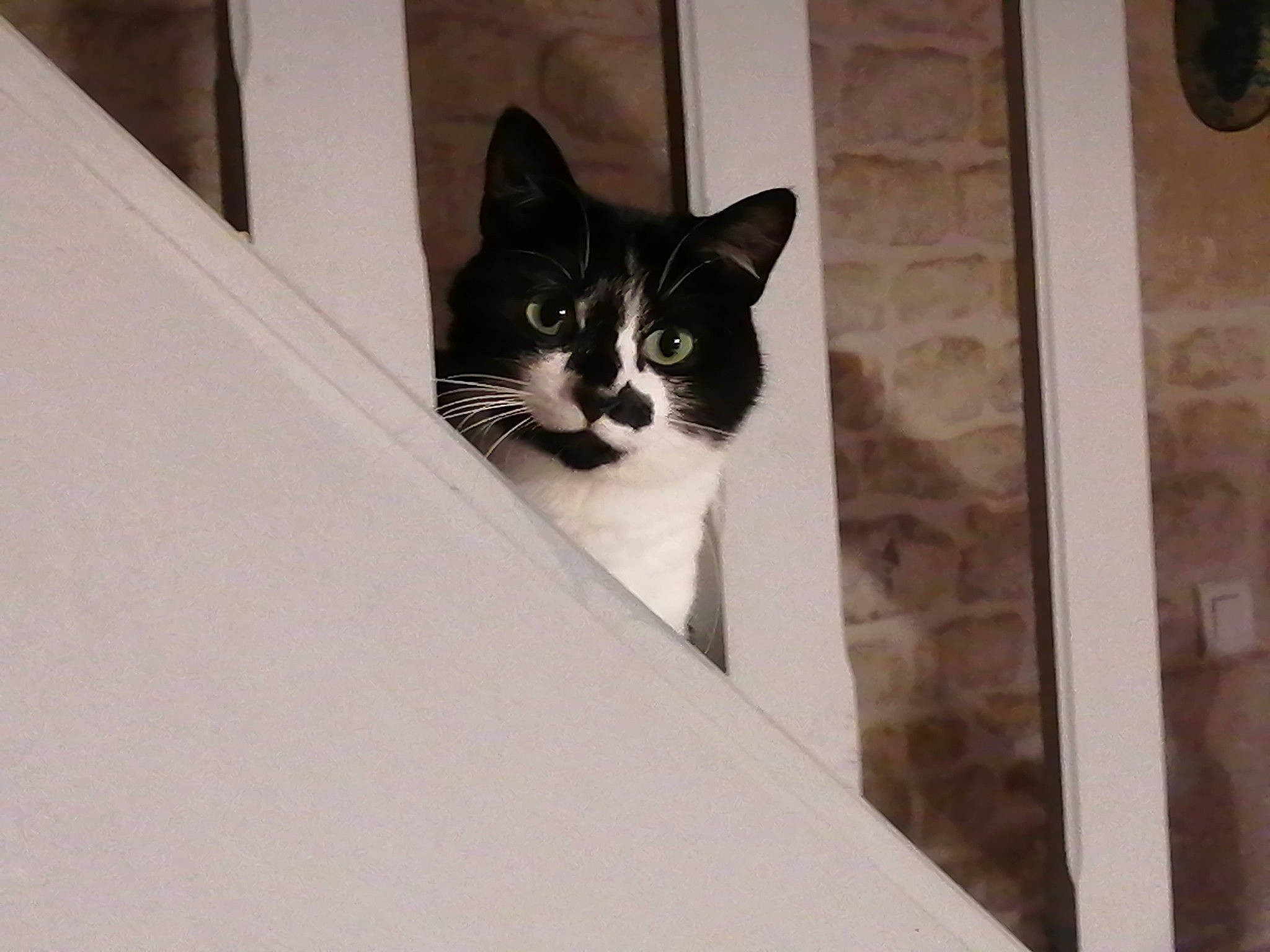 Pin-up a rejoint le concours — aidez-le/la à gagner de superbes lots ! carnivore, cat, domestic_short_haired_cat, door, felidae, formal_wear, fur, monochrome, monochrome_photography, small_to_medium_sized_cats, snout, stairs, tail, tree, water, whiskers, window