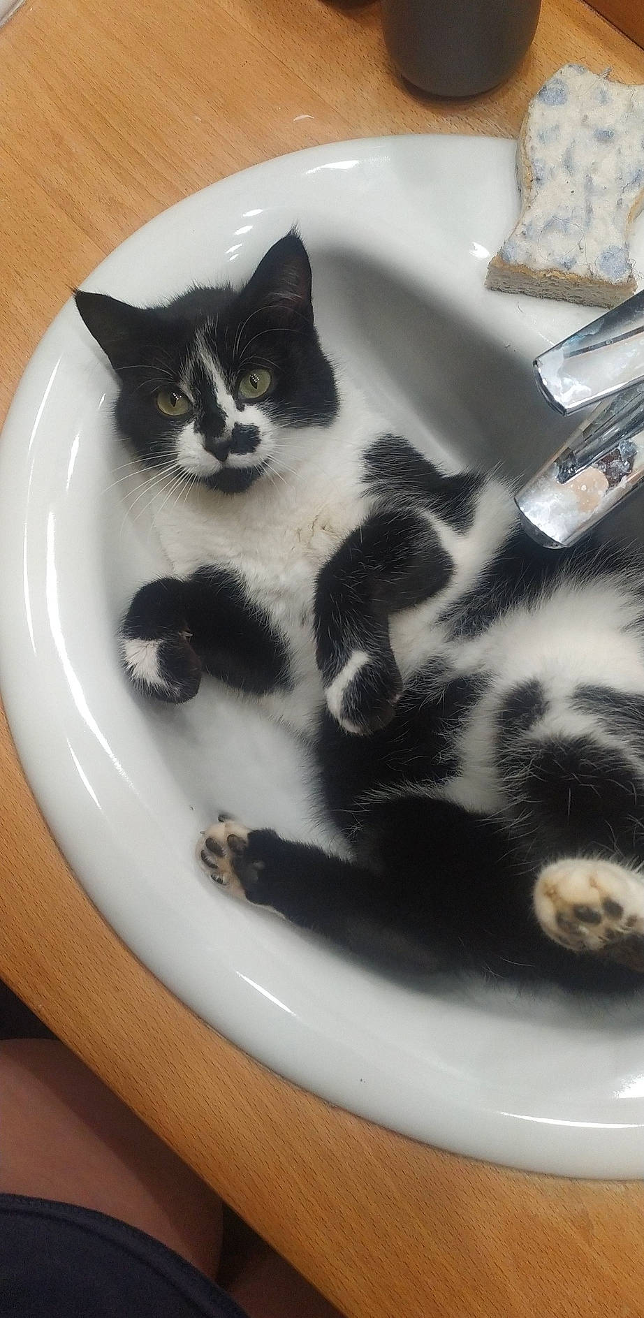 Pin-up a rejoint le concours — aidez-le/la à gagner de superbes lots ! carnivore, cat, claw, comfort, dishware, domestic_short_haired_cat, felidae, foot, fur, monochrome_photography, paw, plate, serveware, sitting, small_to_medium_sized_cats, snout, stairs, tableware, tail, whiskers