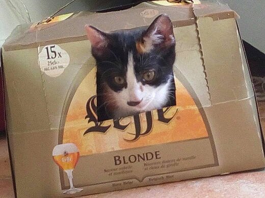 Op-là a rejoint le concours — aidez-le/la à gagner de superbes lots ! box, cardboard, carnivore, carton, cat, cat_supply, domestic_short_haired_cat, felidae, ingredient, package_delivery, packaging_and_labeling, packing_materials, paper_product, pet_supply, rectangle, shipping_box, small_to_medium_sized_cats, snout, whiskers