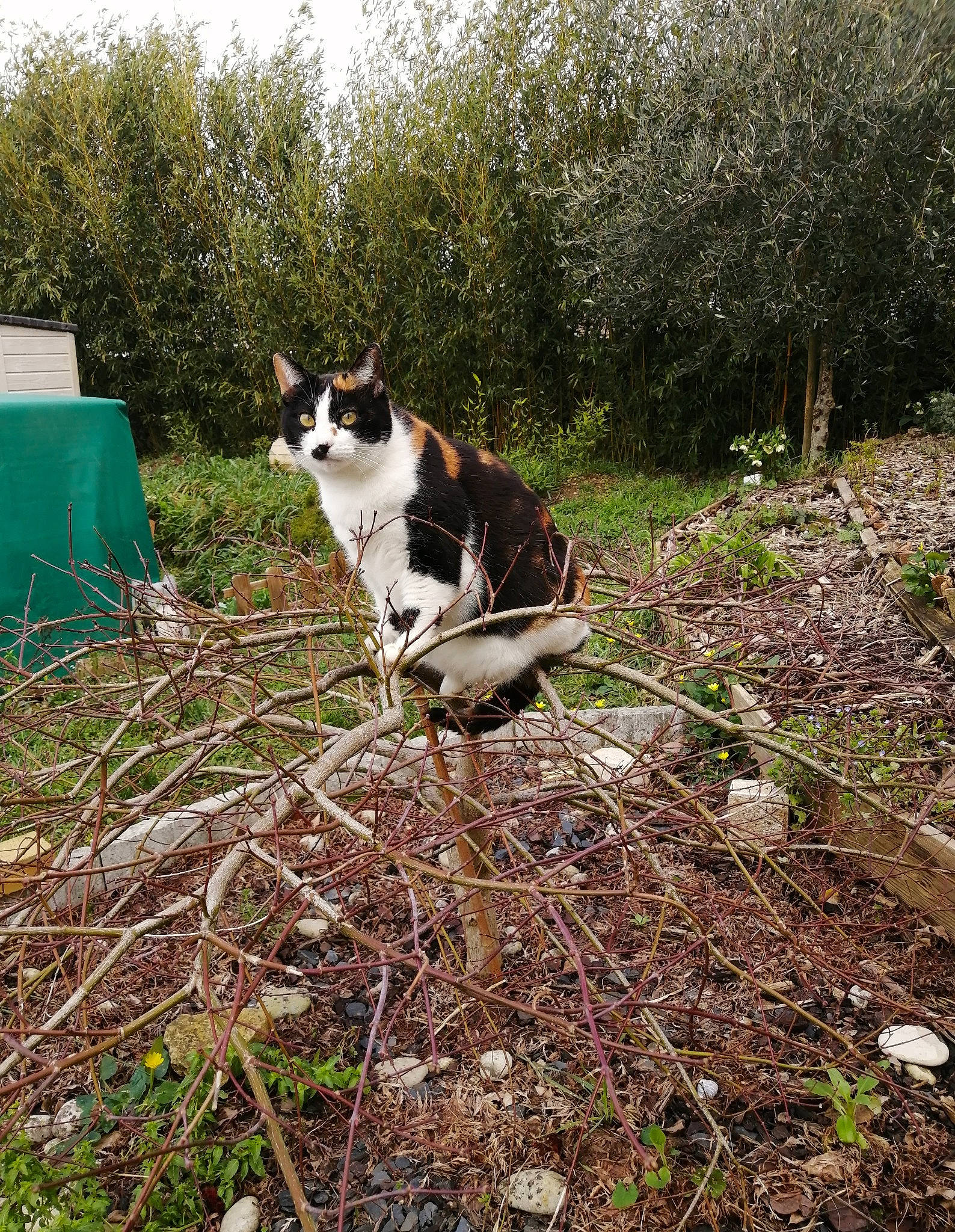 Op-là a rejoint le concours — aidez-le/la à gagner de superbes lots ! box, canidae, carnivore, cat, dog_breed, domestic_short_haired_cat, felidae, fur, grass, groundcover, plant, sitting, sky, small_to_medium_sized_cats, soil, sporting_group, tail, terrestrial_animal, tree, whiskers