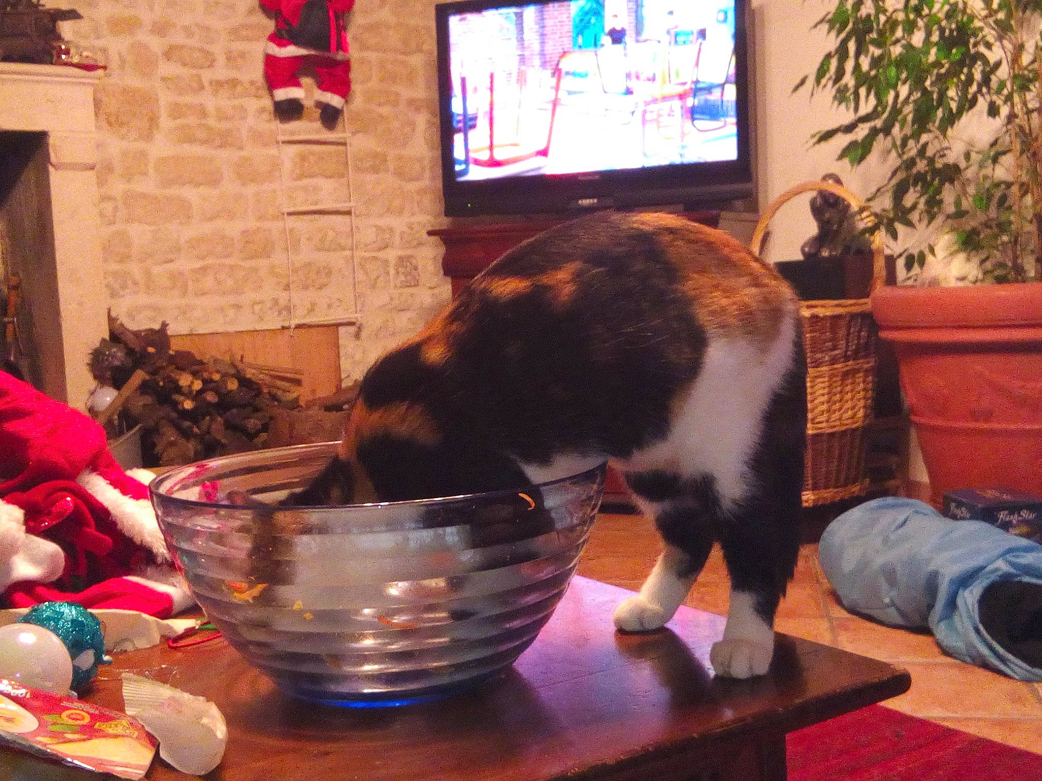 Op-là a rejoint le concours — aidez-le/la à gagner de superbes lots ! carnivore, cat, cup, dishware, drinkware, event, felidae, flowerpot, houseplant, picture_frame, plant, plate, room, serveware, small_to_medium_sized_cats, table, tableware, tail, television, whiskers