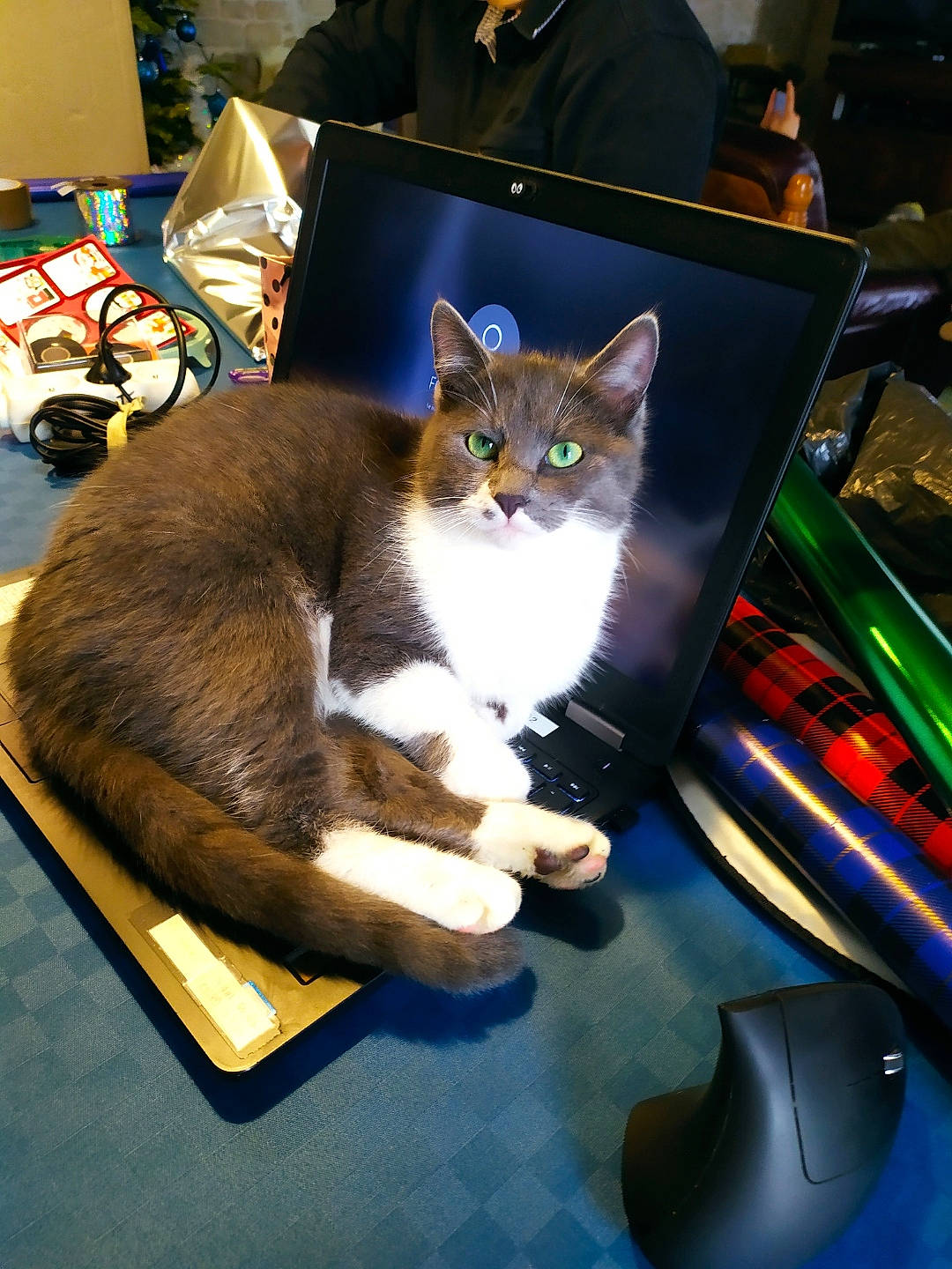 Roupette participe au concours pour gagner de l'argent avec cette photo : arcade_game, box, carnivore, cat, chair, display_device, domestic_short_haired_cat, felidae, fur, gadget, lap, machine, paw, recreation, room, sitting, small_to_medium_sized_cats, tail, whiskers