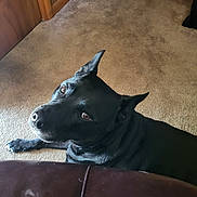 Tank is registered to the contest to win money with this photo: dog, black_dog, pet, indoor, carpet, floor, wooden_door, wood_trim, ears, eyes, looking_up, animal, canine, companion, curious, domestic, fur, mammal, home, resting