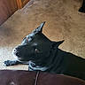 dog, black_dog, pet, indoor, carpet, floor, wooden_door, wood_trim, ears, eyes, looking_up, animal, canine, companion, curious, domestic, fur, mammal, home, resting