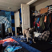 Bo Bo is registered to the contest to win money with this photo: bed, blanket, carpet, closet, clothing, dog, door, fan, fur, furniture, hanger, indoor, jacket, messy_room, pet, plaid, room, shelf, small_dog, textile