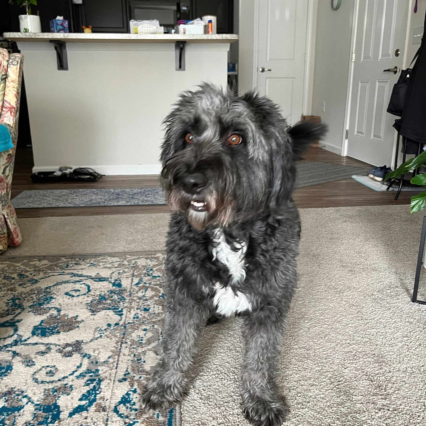 Maggie joined the competition — help win amazing prizes! alert, animal, brown_eyes, cabinet, carpet, counter, dog, door, expression, floor, fur, furniture, home, indoor, kitchen, living_room, patterned_rug, pet, plant, tail