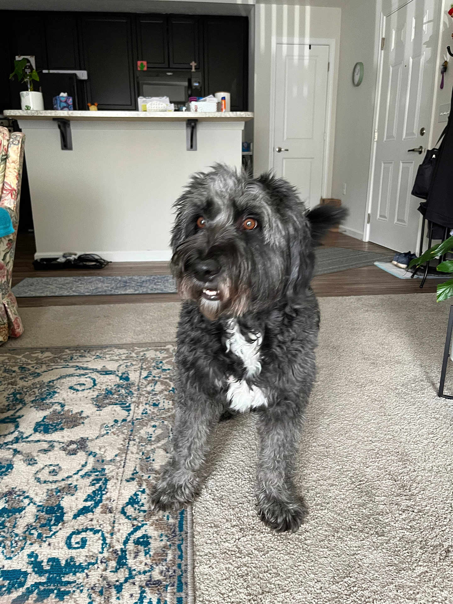 Maggie joined the competition — help win amazing prizes! dog, indoor, carpet, living_room, furniture, floor, patterned_rug, kitchen, counter, cabinet, door, plant, pet, fur, tail, alert, expression, home, animal, brown_eyes