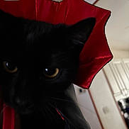 Moon participe au concours pour gagner de l'argent avec cette photo : cat, black_cat, close_up, costume, red, black, indoor, pet, feline, eyes, face, blurred, fur, animal, domestic_animal, whiskers, looking, head, portrait, house
