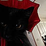 cat, black_cat, close_up, costume, red, black, indoor, pet, feline, eyes, face, blurred, fur, animal, domestic_animal, whiskers, looking, head, portrait, house