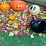 Moon a rejoint le concours — aidez-le/la à gagner de superbes lots ! black_cat, cat, pumpkins, jack_o_lantern, autumn_leaves, fall, green_lawn, outdoor, grass, leaf_pile, wooden_fence, orange_pumpkin, white_pumpkin, small_pumpkin, decorations, nature, holiday, seasonal, cute, pet