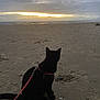 cat, black_cat, beach, sand, ocean, sunset, cloudy_sky, harness, leash, animal, pet, outdoor, nature, sea, water, quiet, evening, silhouette, sky, reflection