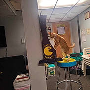 Garfield joined the competition — help win amazing prizes! arcade_game, basement, box, bulletin_board, carpet, cat, ceiling, collar, door, fluorescent_light, game_room, orange_tabby, playful, poster, shelf, stacked_chairs, stool, super_pac_man, trash_bin, wall