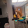 arcade_game, basement, box, bulletin_board, carpet, cat, ceiling, collar, door, fluorescent_light, game_room, orange_tabby, playful, poster, shelf, stacked_chairs, stool, super_pac_man, trash_bin, wall