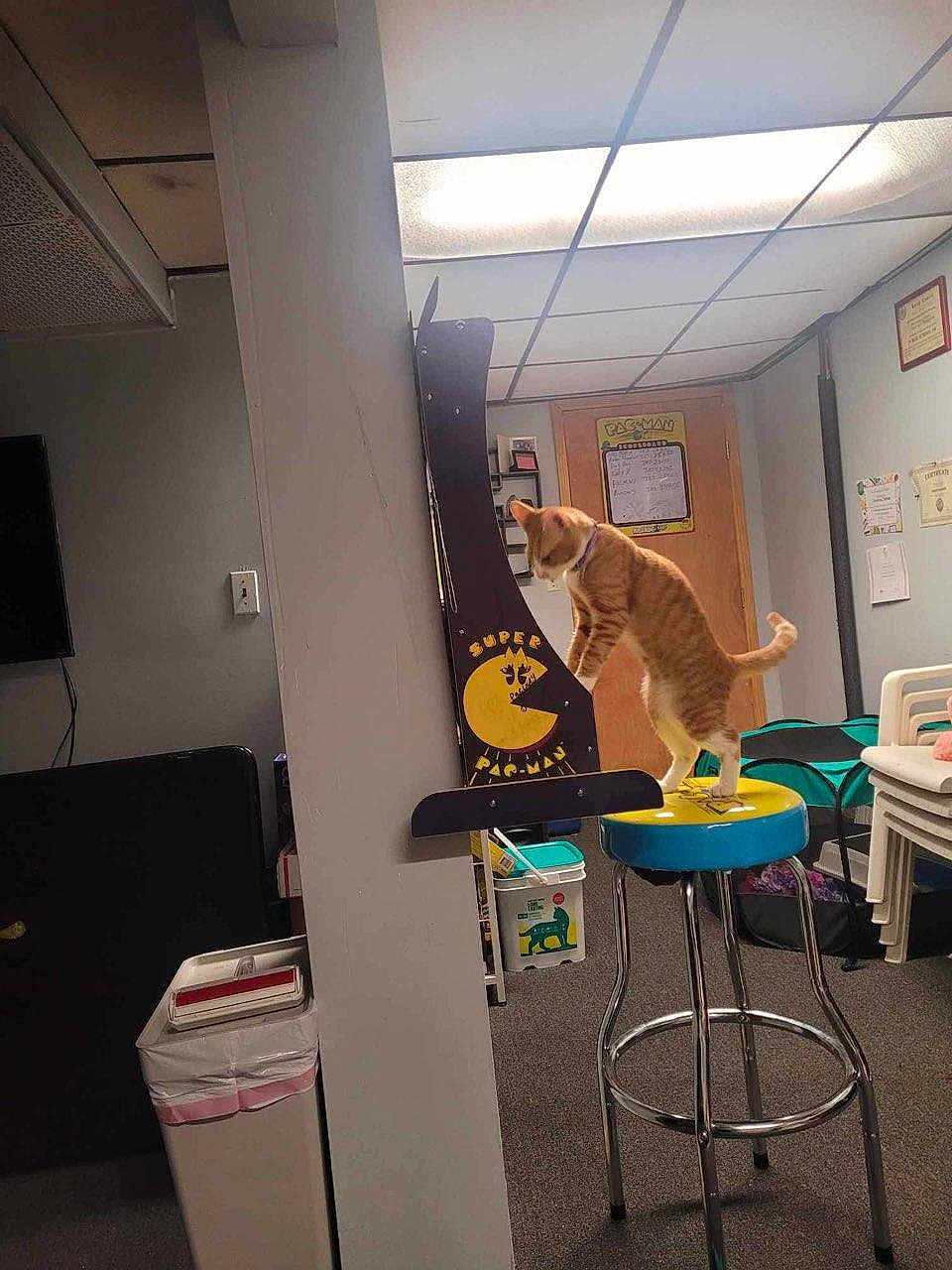 Garfield