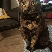 Pénélope a rejoint le concours — aidez-le/la à gagner de superbes lots ! cat, tortoiseshell_cat, pet, indoor, table, tablecloth, living_room, sofa, cushion, television, wooden_floor, furniture, curious, eyes, sitting, fur, domestic_animal, whiskers, cozy, home