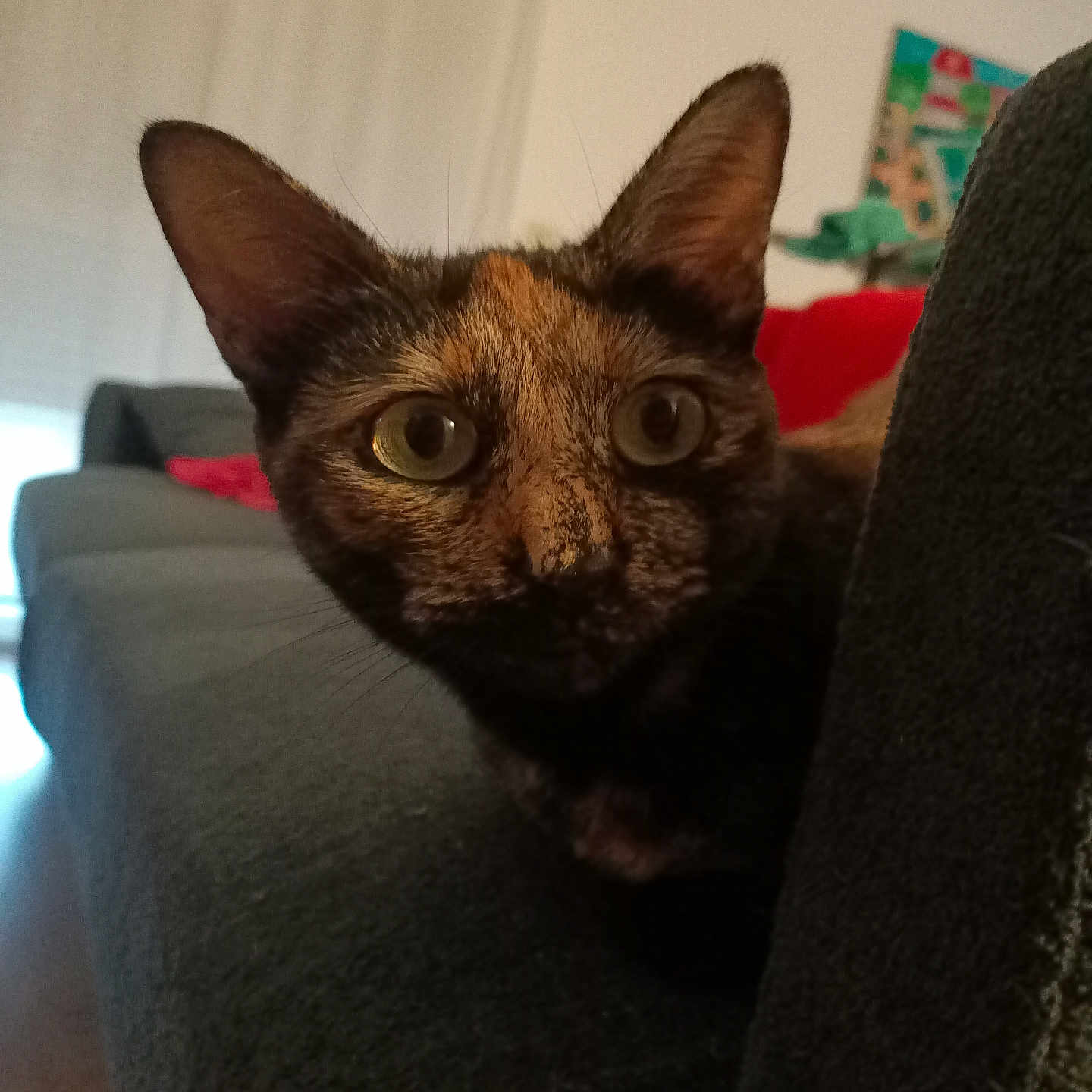 Pénélope a rejoint le concours — aidez-le/la à gagner de superbes lots ! animal, background, cat, close_up, couch, cozy, curious, domestic_cat, ears, eyes, feline, furniture, home, indoor, living_room, pet, portrait, soft_light, tortoiseshell, whiskers