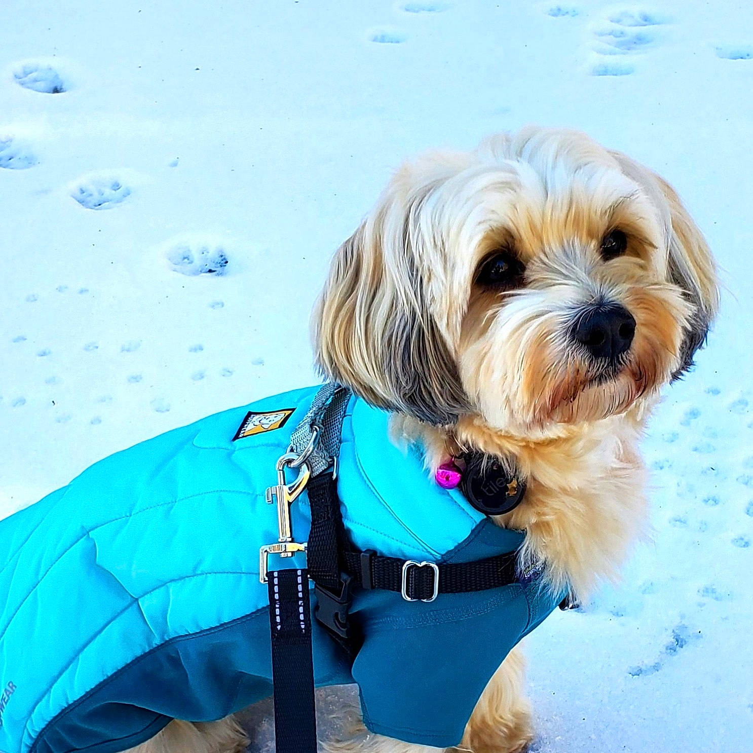 Chilli joined the competition — help win amazing prizes! carnivore, collar, companion_dog, dog, dog_breed, dog_clothes, dog_collar, dog_supply, electric_blue, eyewear, fashion_accessory, leash, liver, personal_protective_equipment, pet_supply, small_terrier, snout, toy_dog, vision_care, working_animal