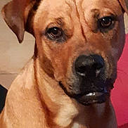 Nikita a rejoint le concours — aidez-le/la à gagner de superbes lots ! dog, pet, brown_coat, indoor, tile_floor, close_up, muzzle, ears, eyes, wet_nose, expression, sitting, mixed_breed, canine, fur, looking_at_camera, whiskers, nostrils, chest, portrait