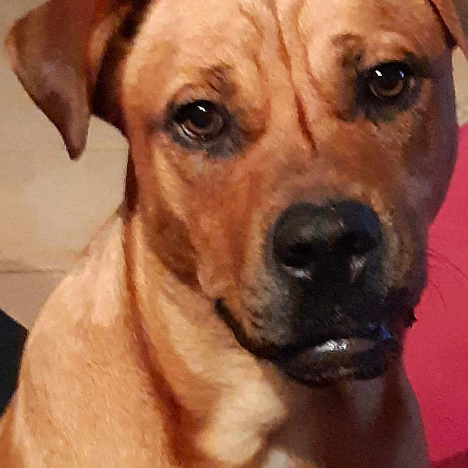 Nikita a rejoint le concours — aidez-le/la à gagner de superbes lots ! brown_coat, canine, chest, close_up, dog, ears, expression, eyes, fur, indoor, looking_at_camera, mixed_breed, muzzle, nostrils, pet, portrait, sitting, tile_floor, wet_nose, whiskers