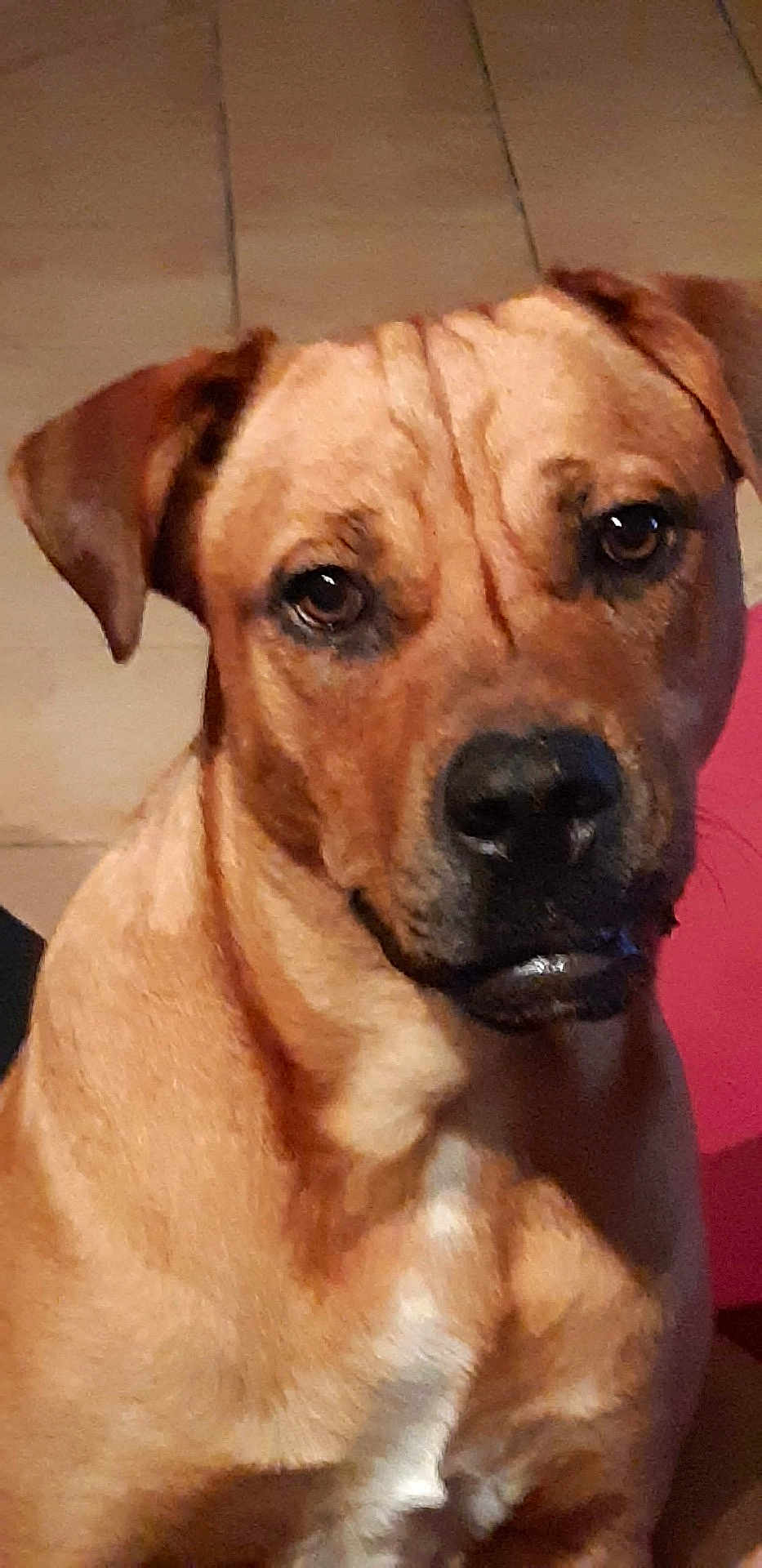 Nikita a rejoint le concours — aidez-le/la à gagner de superbes lots ! dog, pet, brown_coat, indoor, tile_floor, close_up, muzzle, ears, eyes, wet_nose, expression, sitting, mixed_breed, canine, fur, looking_at_camera, whiskers, nostrils, chest, portrait