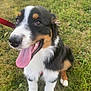 Woody participe au concours pour gagner de l'argent avec cette photo : dog, puppy, grass, outdoor, tricolor, tongue_out, happy, pet, canine, sitting, fur, nature, playful, animal, cute, leash, ears, nose, mouth, eyes