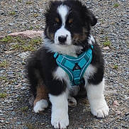 Woody a rejoint le concours — aidez-le/la à gagner de superbes lots ! puppy, dog, animal, outdoor, sitting, harness, black, white, brown, fur, cute, pet, young, grass, rocks, nature, adorable, small, canine, portrait