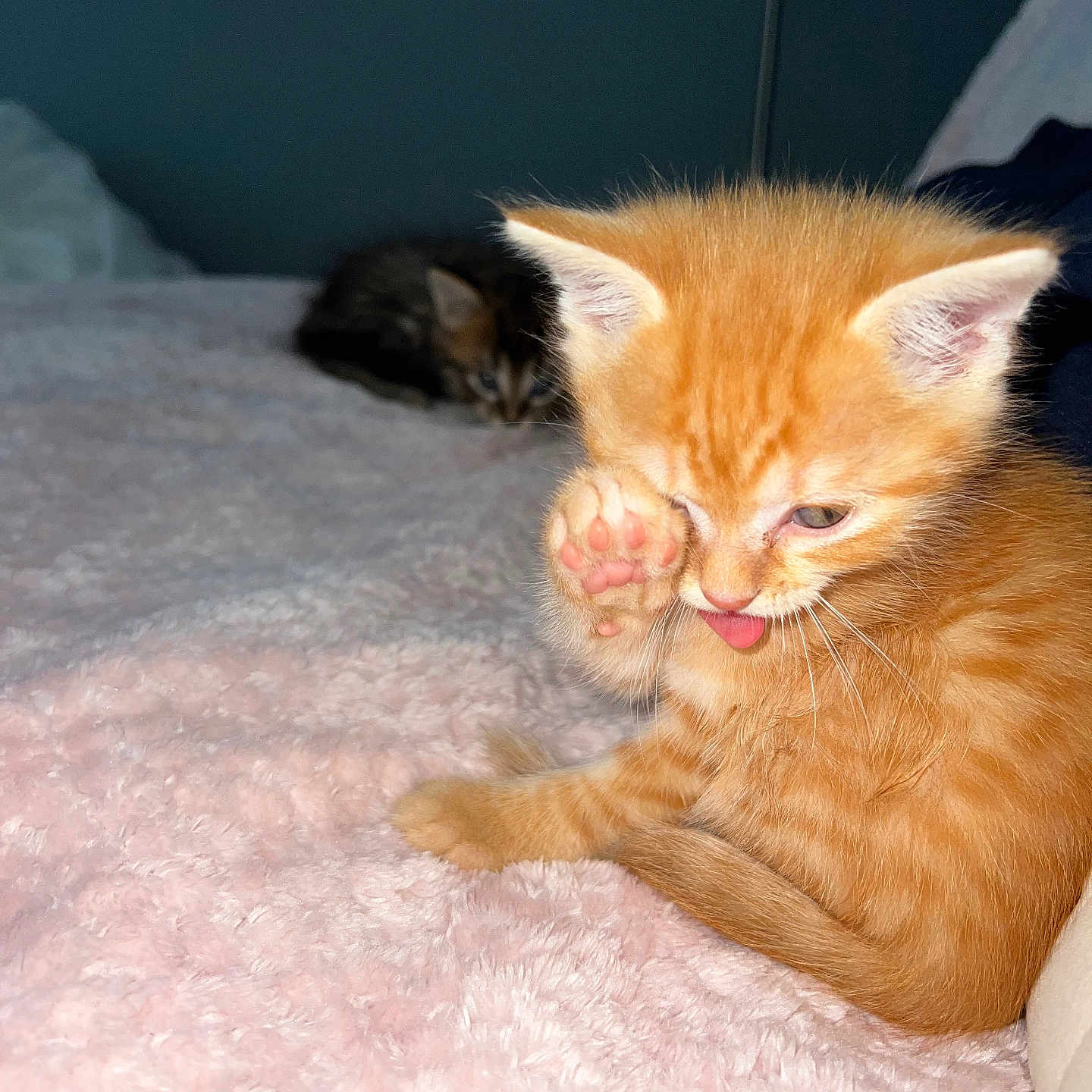 Neÿko a rejoint le concours — aidez-le/la à gagner de superbes lots ! animal, bed, blanket, cat, close_up, cute, domestic_cat, feline, furry, indoor, kitten, orange_cat, paw, pet, resting, sleepy, soft_texture, tongue, two_cats, young_animal