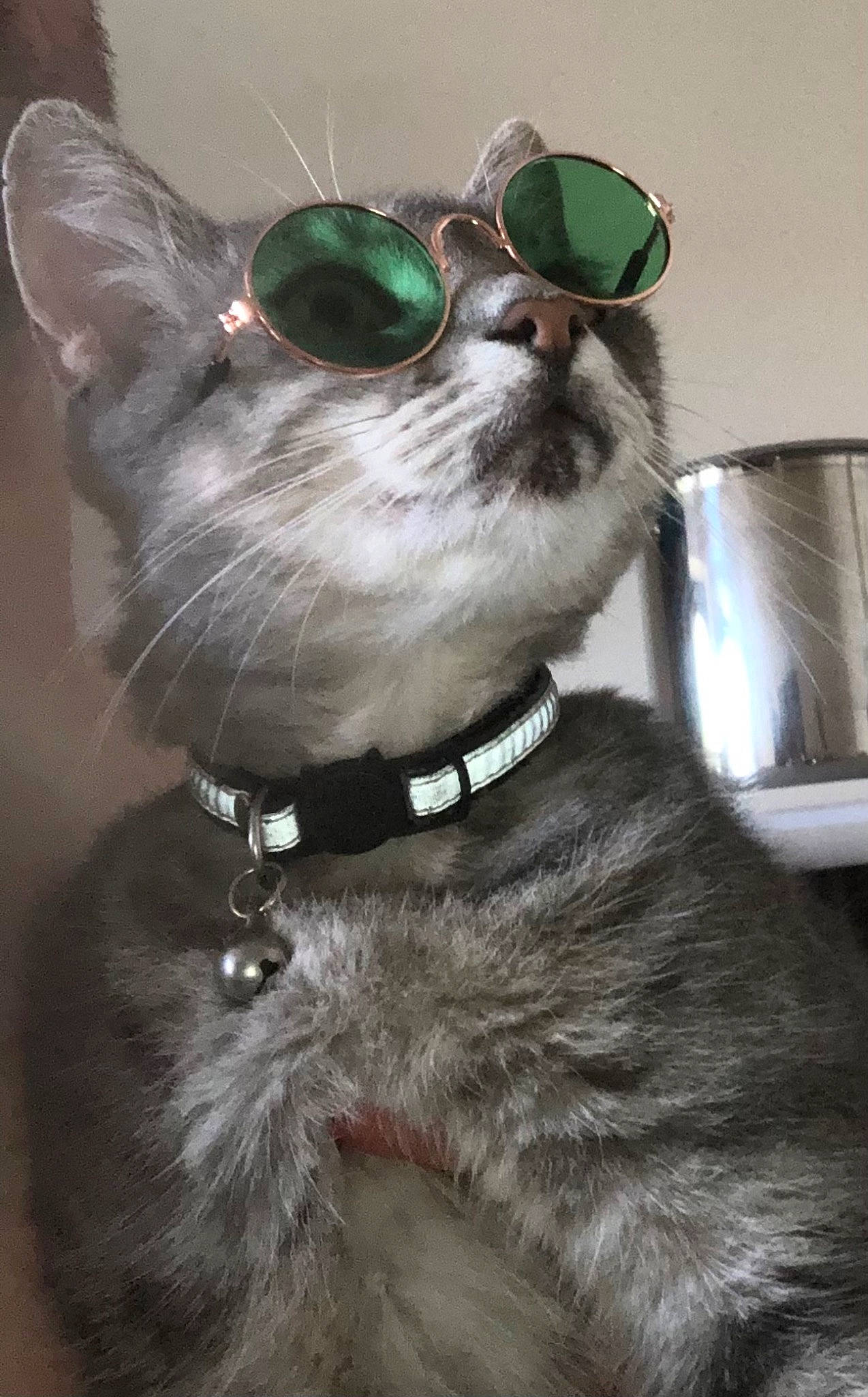 Alphonse participe au concours pour gagner de l'argent avec cette photo : carnivore, cat, collar, dog_collar, ear, eyewear, fashion_accessory, felidae, fur, goggles, grey, leash, pet_supply, small_to_medium_sized_cats, snout, sunglasses, tail, vision_care, whiskers, working_animal