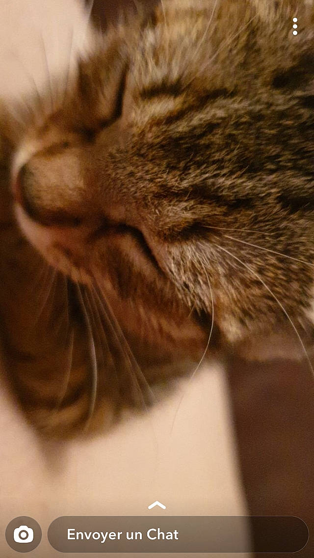 Peter Pettigrow a rejoint le concours — aidez-le/la à gagner de superbes lots ! carnivore, cat, close_up, ear, european_shorthair, eye, felidae, fur, hair, norwegian_forest_cat, nose, skin, small_to_medium_sized_cats, snout, tabby_cat, whiskers