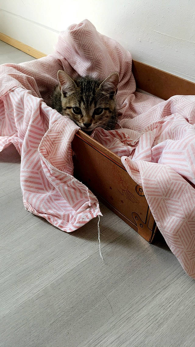 Peter Pettigrow a rejoint le concours — aidez-le/la à gagner de superbes lots ! american_shorthair, asian, bed_sheet, carnivore, cat, comfort, domestic_short_haired_cat, european_shorthair, felidae, floor, flooring, fur, kitten, linens, small_to_medium_sized_cats, tabby_cat, textile, whiskers