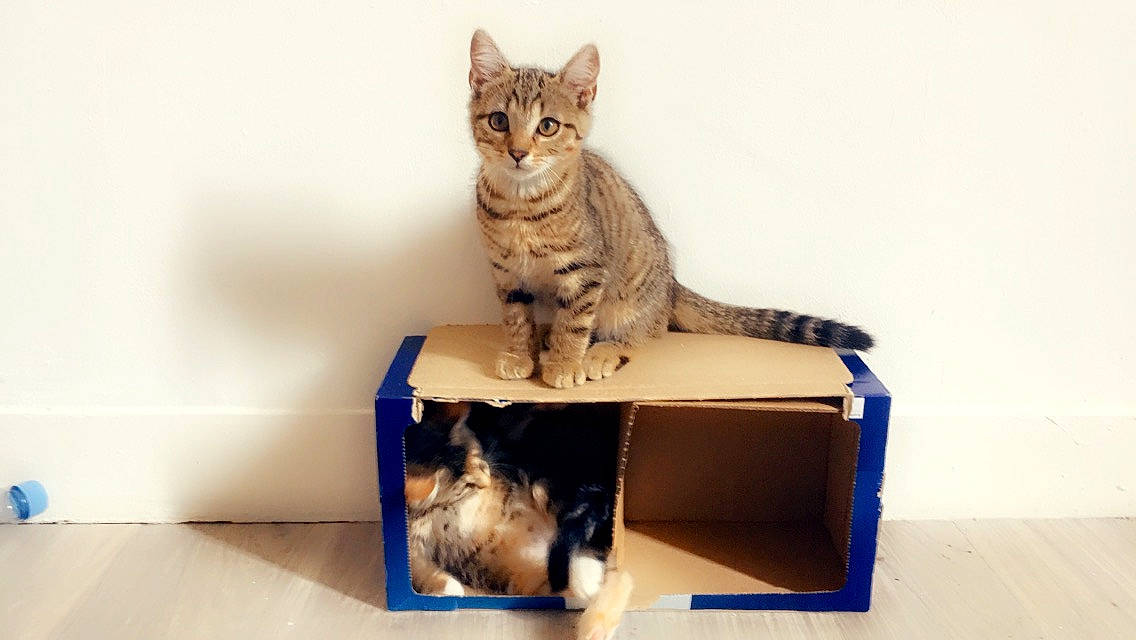 Peter Pettigrow a rejoint le concours — aidez-le/la à gagner de superbes lots ! aegean_cat, american_shorthair, asian, bengal, box, carnivore, cat, cat_furniture, domestic_short_haired_cat, dragon_li, egyptian_mau, european_shorthair, felidae, kitten, mammal, ocicat, small_to_medium_sized_cats, tabby_cat, vertebrate, whiskers