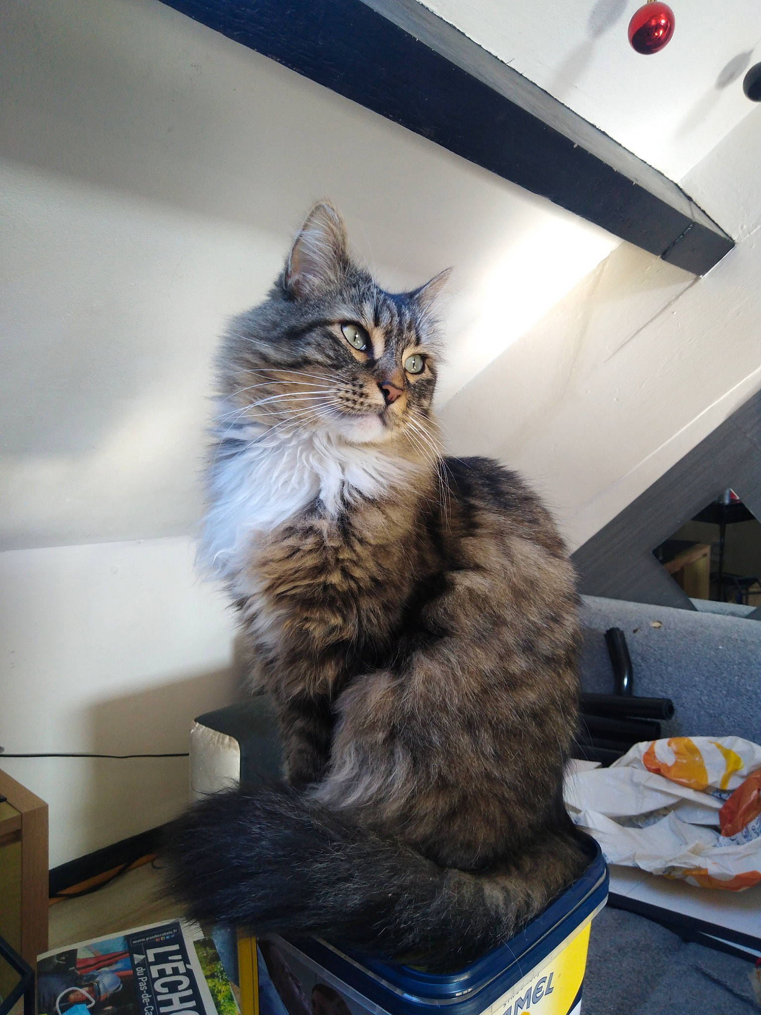 Ninou a rejoint le concours — aidez-le/la à gagner de superbes lots ! bookcase, bottle, box, cardboard, carnivore, cat, domestic_short_haired_cat, drawer, felidae, fur, maine_coon, office_supplies, room, shelf, small_to_medium_sized_cats, tail, whiskers