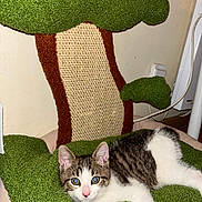 Ninetta participe au concours pour gagner de l'argent avec cette photo : cat, kitten, scratching_post, green, indoor, furniture, pet, animal, fur, whiskers, ears, eyes, nose, relaxed, lying_down, texture, tree_shape, brown, white, cute