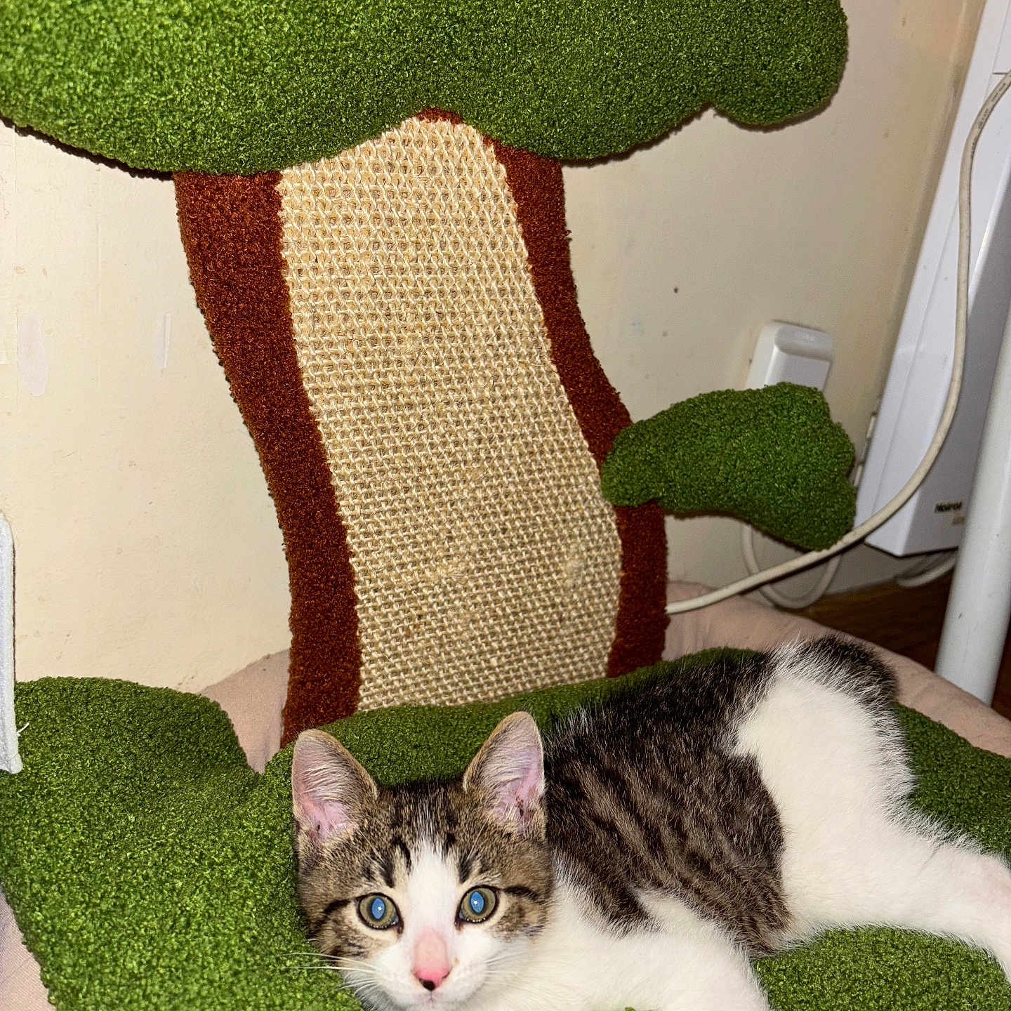 Ninetta participe au concours pour gagner de l'argent avec cette photo : animal, brown, cat, cute, ears, eyes, fur, furniture, green, indoor, kitten, lying_down, nose, pet, relaxed, scratching_post, texture, tree_shape, whiskers, white