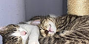 Ninetta a rejoint le concours — aidez-le/la à gagner de superbes lots ! adorable, animal, cat, cat_tree, companion, cozy, cuddle, cute, feline, fur, gray, indoor, kitten, paw, pet, resting, sleeping, striped, tabby, whiskers