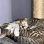 adorable, animal, cat, cat_tree, companion, cozy, cuddle, cute, feline, fur, gray, indoor, kitten, paw, pet, resting, sleeping, striped, tabby, whiskers