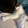 cat, sleeping, fluffy, white, brown, paw, cute, cozy, resting, pet, feline, indoor, blanket, soft, fur, animal, relaxed, closeup, comfort, nap