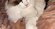 Charlie is registered to the contest to win money with this photo: cat, fluffy, white, brown, sleeping, paw, pink_nose, pet, cozy, blanket, resting, fur, indoor, cute, animal, mammal, relaxed, soft, comfort, nap