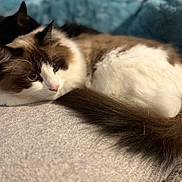 Charlie joined the competition — help win amazing prizes! cat, animal, pet, feline, fluffy, brown, white, black, lying_down, relaxed, indoor, soft, fur, closeup, cozy, background, shallow_depth_of_field, couch, resting, companion