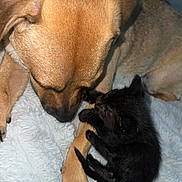 Ollie joined the competition — help win amazing prizes! dog, kitten, black_cat, animal, pet, cute, snuggling, close_up, furry, friendship, soft_blanket, cozy, sleeping, paw, companion, indoor, brown_dog, small_cat, resting, together